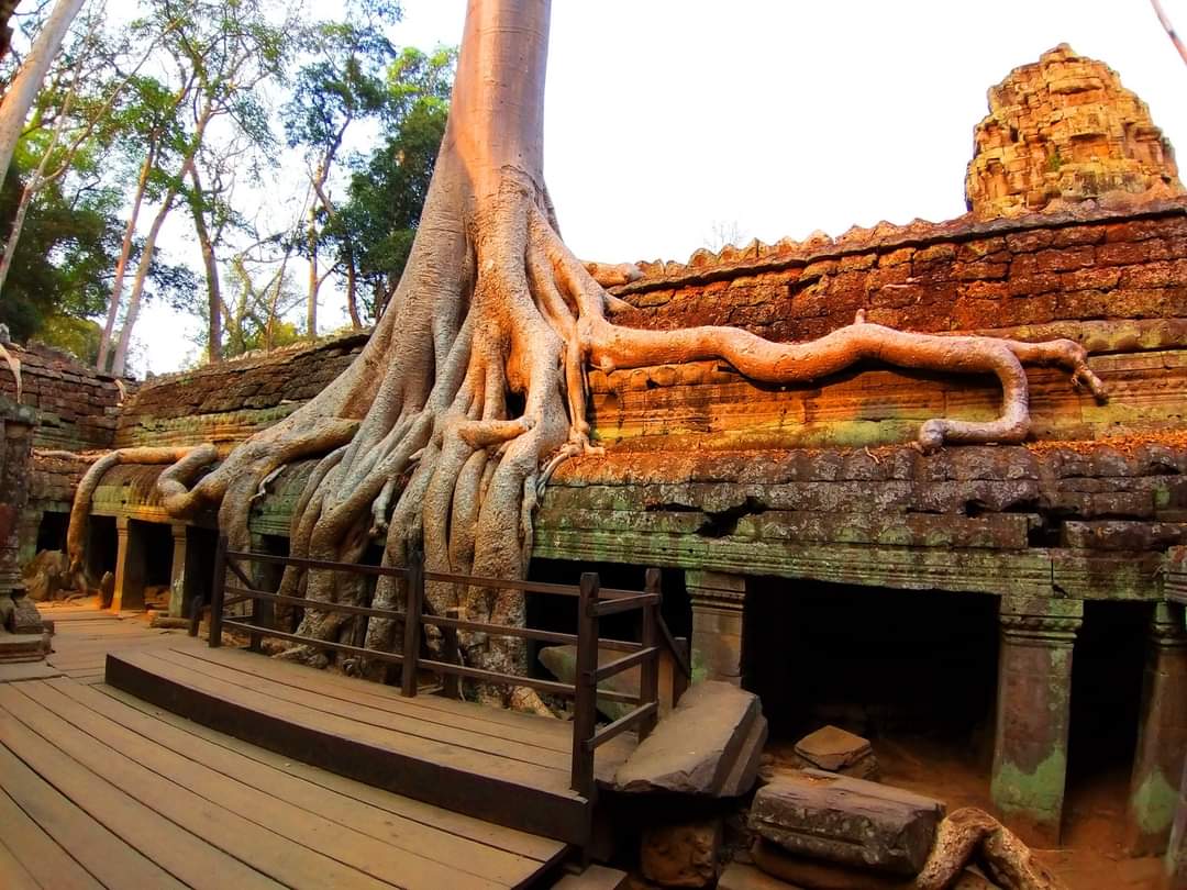 Ancient stone ruins of Ta Prohm temple engulfed by massive silk-cotton and strangler fig tree roots, dense jungle background-03