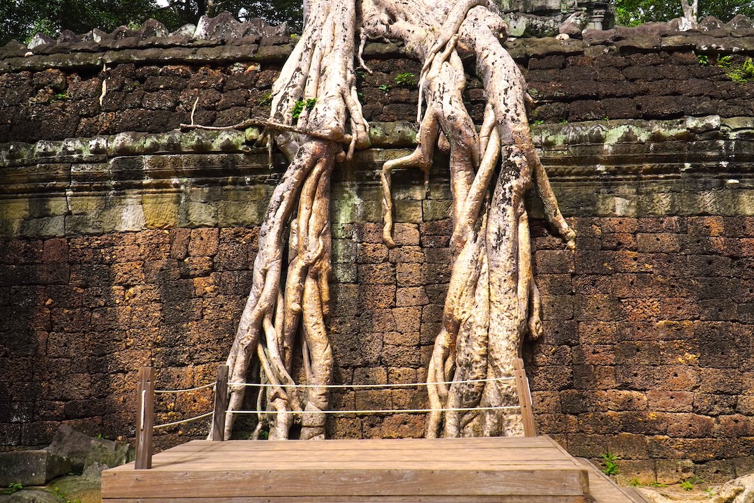 Ta-Prohm-temple-Siem-Reap-Angkor-Cambodia-Tour-Angkor-Cambodia-Adventure-Tour-Private-Tour-angkorcamadventure.com-07
